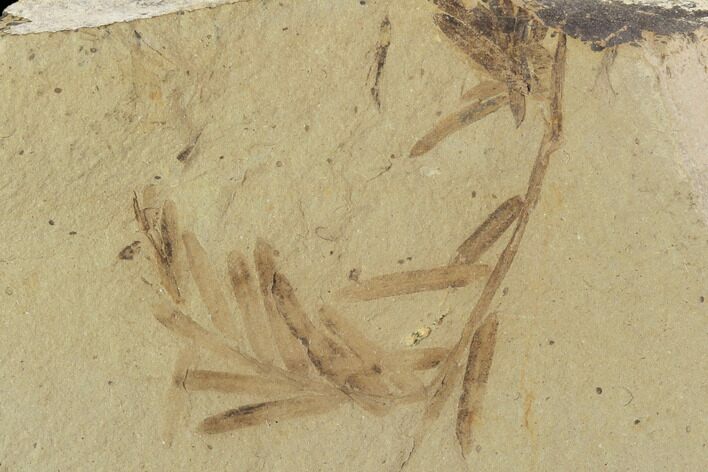 Metasequoia (Dawn Redwood) Fossils - Montana #102333